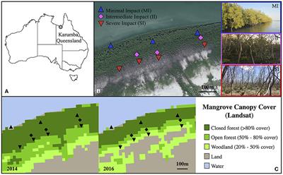 The Role of Hydraulic Failure in a Massive Mangrove Die-Off Event